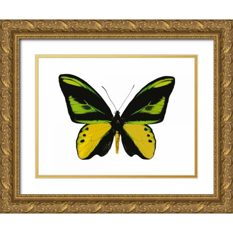 Vibrant Butterfly VII Gold Ornate Wood Framed Art Print with Double Matting by Bosco, Julia