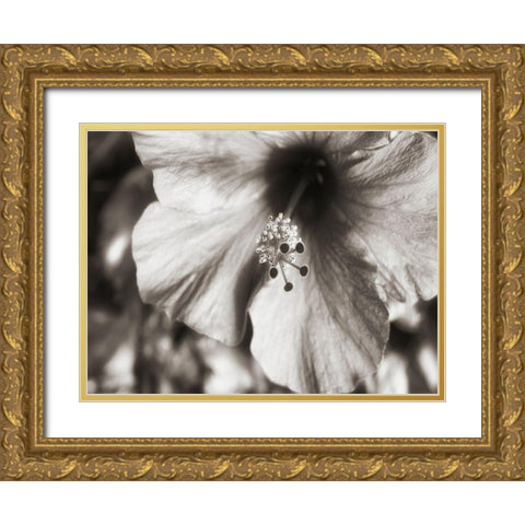 USA, Hawaii, Kauai, Hibiscus Gold Ornate Wood Framed Art Print with Double Matting by Plank, Savanah