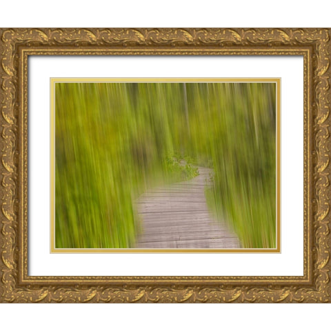 North America, Canada, Queen C Gold Ornate Wood Framed Art Print with Double Matting by Plank, Savanah