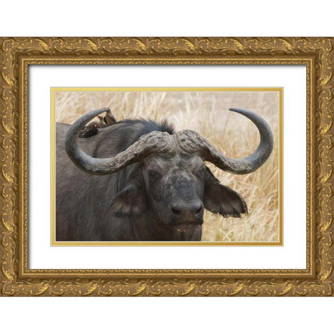 Cape Buffalo and Red Billed Oxpeckers Gold Ornate Wood Framed Art Print with Double Matting by Bennion, Scott