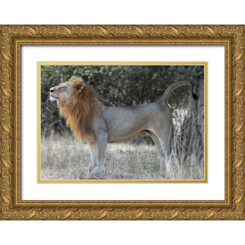 Claiming Territory Gold Ornate Wood Framed Art Print with Double Matting by Bennion, Scott