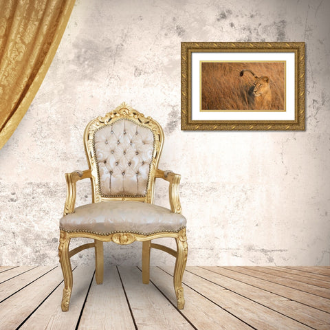Lion in Tall Grass Gold Ornate Wood Framed Art Print with Double Matting by Bennion, Scott