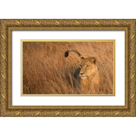 Lion in Tall Grass Gold Ornate Wood Framed Art Print with Double Matting by Bennion, Scott