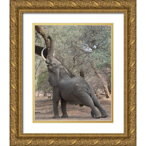 Reaching Elephant - Mana Pools Zimbabwe Gold Ornate Wood Framed Art Print with Double Matting by Bennion, Scott