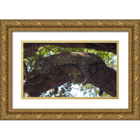 Napping Gold Ornate Wood Framed Art Print with Double Matting by Bennion, Scott