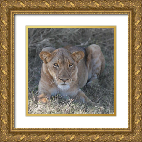 Lioness Gold Ornate Wood Framed Art Print with Double Matting by Bennion, Scott