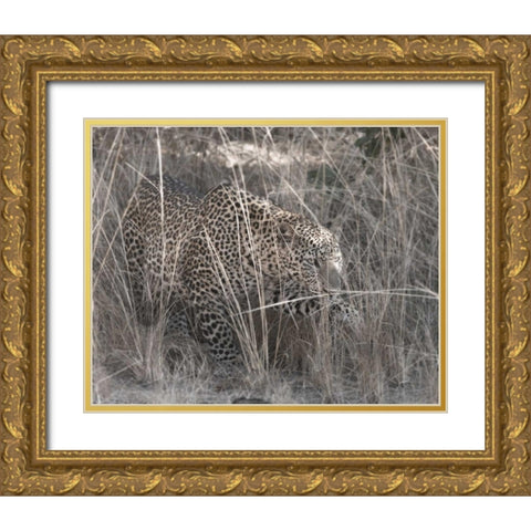 Stalking Leopard Gold Ornate Wood Framed Art Print with Double Matting by Bennion, Scott