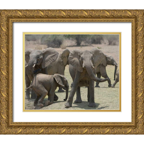 Too Close Gold Ornate Wood Framed Art Print with Double Matting by Bennion, Scott