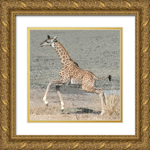 Trying My New Legs Gold Ornate Wood Framed Art Print with Double Matting by Bennion, Scott