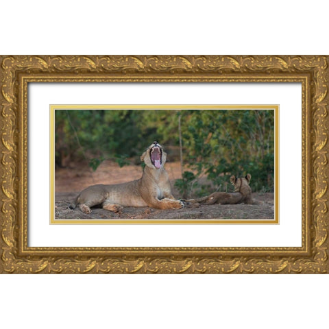 Yawning Lion - Zimbabwe Gold Ornate Wood Framed Art Print with Double Matting by Bennion, Scott