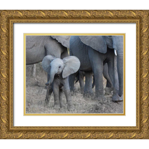 Young Elephant Gold Ornate Wood Framed Art Print with Double Matting by Bennion, Scott