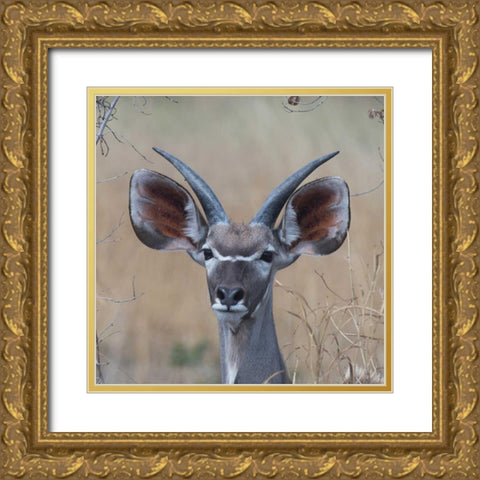 Young Kudu Gold Ornate Wood Framed Art Print with Double Matting by Bennion, Scott