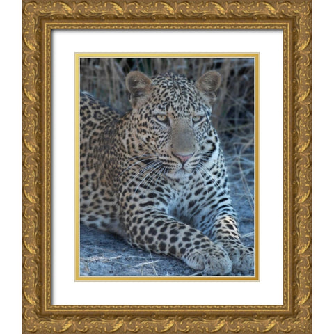 Young Leopard Gold Ornate Wood Framed Art Print with Double Matting by Bennion, Scott