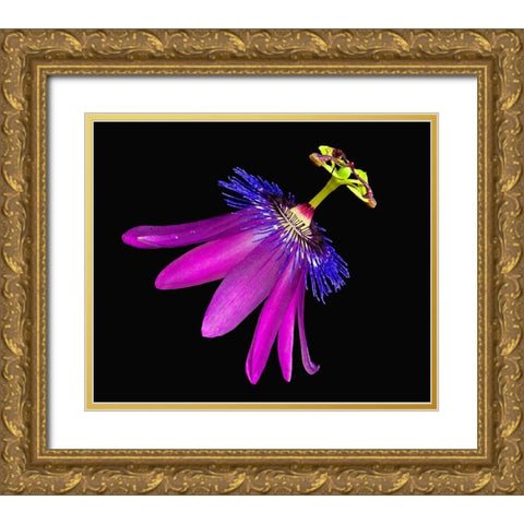 Amethyst Passionflower Gold Ornate Wood Framed Art Print with Double Matting by Reynolds, Richard