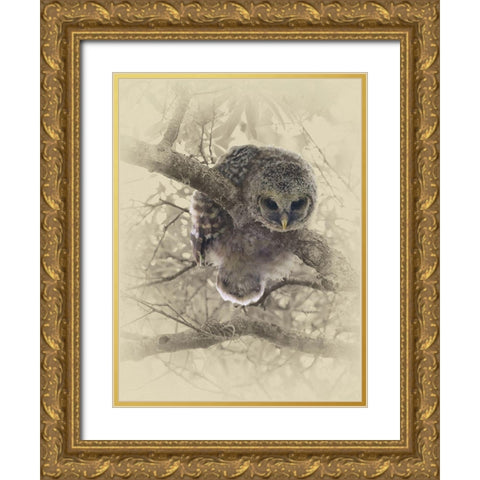 Barred Owlet Gold Ornate Wood Framed Art Print with Double Matting by Brown, Jim