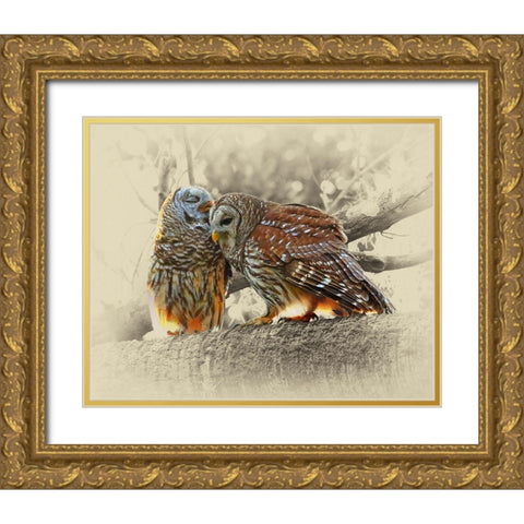 Barred Owls Gold Ornate Wood Framed Art Print with Double Matting by Brown, Jim