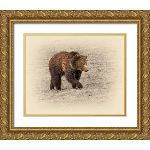 Grizzly 2 Gold Ornate Wood Framed Art Print with Double Matting by Brown, Jim