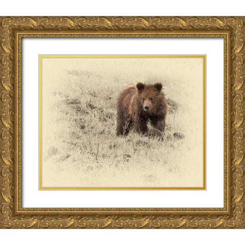 Grizzly Cub 1 Gold Ornate Wood Framed Art Print with Double Matting by Brown, Jim