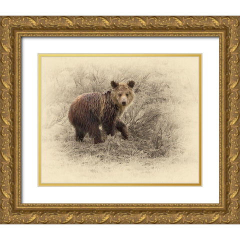 Grizzly Cub 2 Gold Ornate Wood Framed Art Print with Double Matting by Brown, Jim