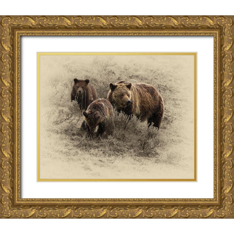 Grizzly Family Gold Ornate Wood Framed Art Print with Double Matting by Brown, Jim