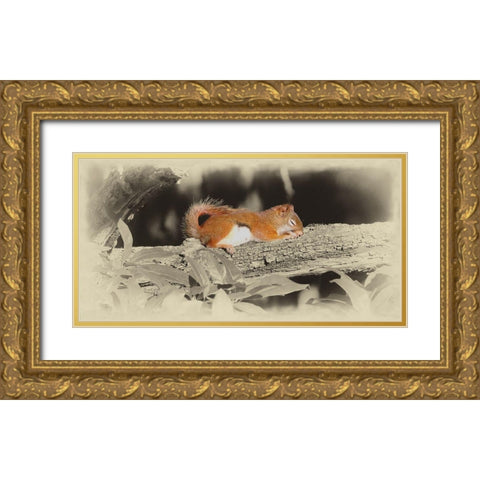 Sleeping Squirrel Gold Ornate Wood Framed Art Print with Double Matting by Brown, Jim