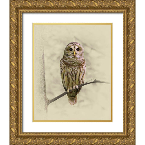 Barred Owl 1 Gold Ornate Wood Framed Art Print with Double Matting by Brown, Jim