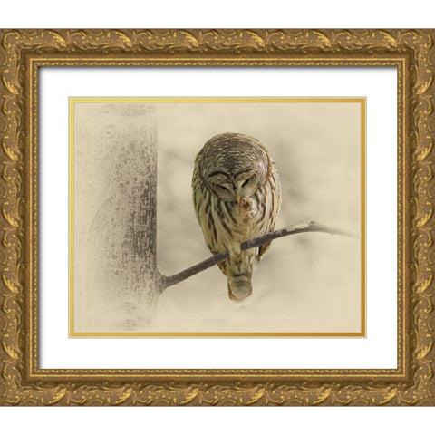 Barred Owl 2 Gold Ornate Wood Framed Art Print with Double Matting by Brown, Jim