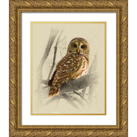 Barred Owl 3 Gold Ornate Wood Framed Art Print with Double Matting by Brown, Jim