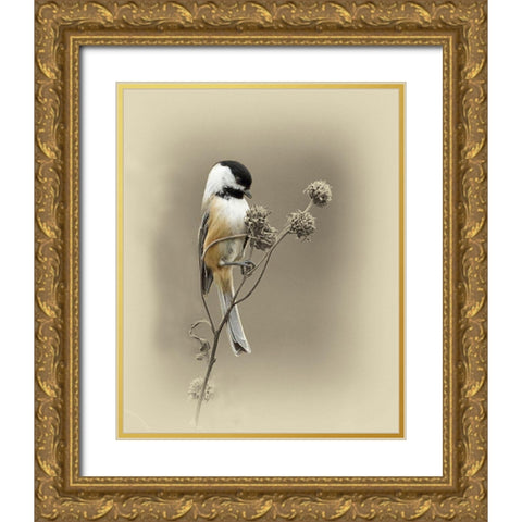 Black Capped Chickadee 1 Gold Ornate Wood Framed Art Print with Double Matting by Brown, Jim