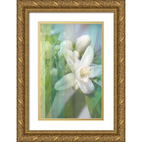 Orange Blossom Gold Ornate Wood Framed Art Print with Double Matting by Franklin