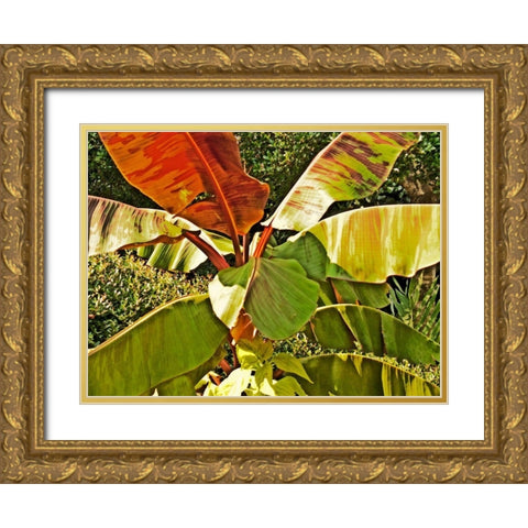 Banana Tree Gold Ornate Wood Framed Art Print with Double Matting by Simons