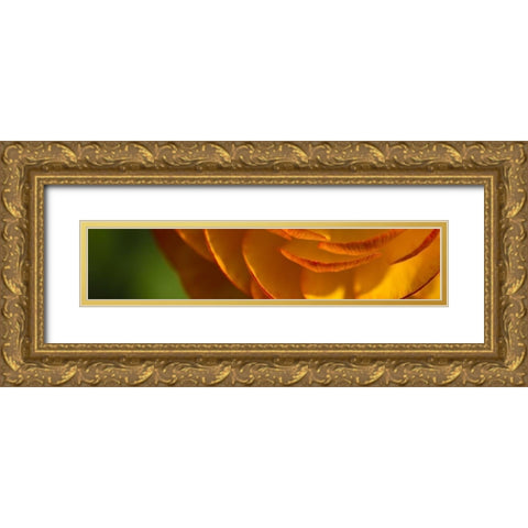 Flower Slice Orange III Gold Ornate Wood Framed Art Print with Double Matting by Simons