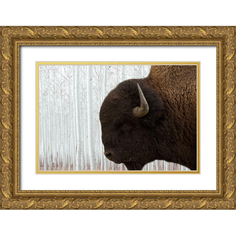 Bison Season 4 Gold Ornate Wood Framed Art Print with Double Matting by Phillip, Jamie