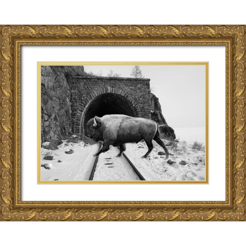 Bison Season 5 Gold Ornate Wood Framed Art Print with Double Matting by Phillip, Jamie