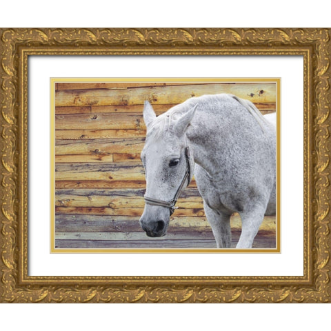 Barn Horse Gold Ornate Wood Framed Art Print with Double Matting by Phillip, Jamie