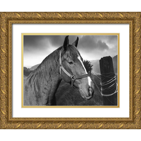 Field Horse Gold Ornate Wood Framed Art Print with Double Matting by Phillip, Jamie
