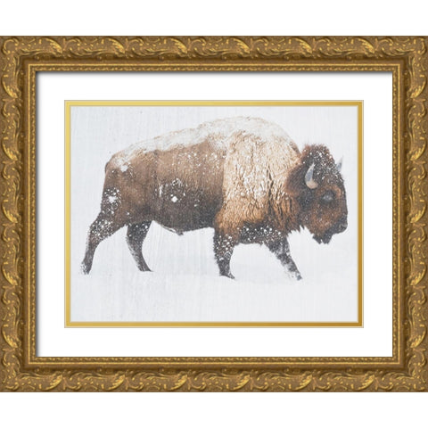 Winter Bison Gold Ornate Wood Framed Art Print with Double Matting by Phillip, Jamie
