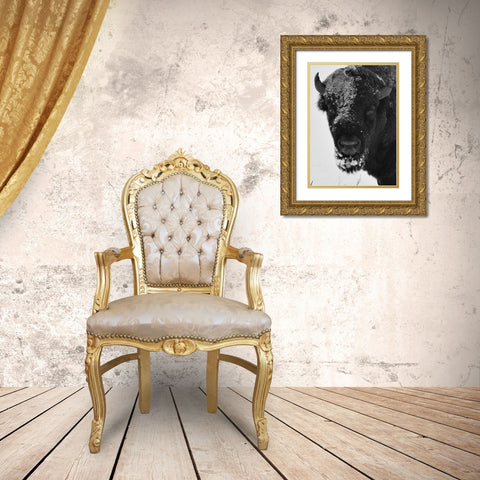 Snow Bison 1 Gold Ornate Wood Framed Art Print with Double Matting by Phillip, Jamie
