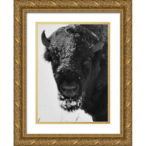Snow Bison 1 Gold Ornate Wood Framed Art Print with Double Matting by Phillip, Jamie