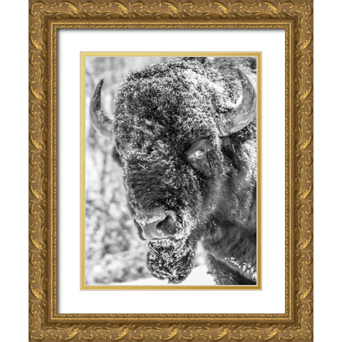 Snow Bison 2 Gold Ornate Wood Framed Art Print with Double Matting by Phillip, Jamie