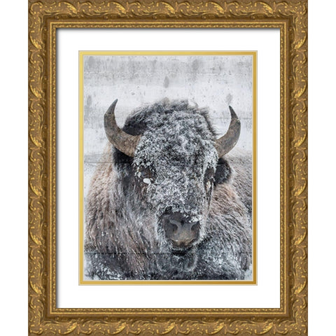 Snow Bison Gold Ornate Wood Framed Art Print with Double Matting by Phillip, Jamie
