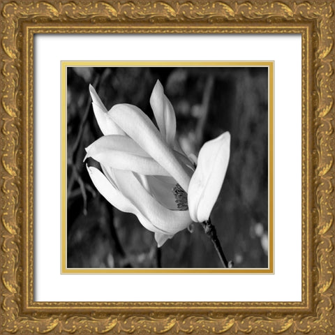 Morning Glory Gold Ornate Wood Framed Art Print with Double Matting by Phillip, Jamie