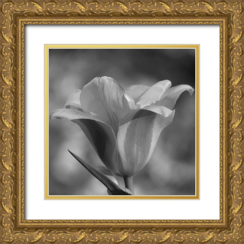 Tulip BW 3 Gold Ornate Wood Framed Art Print with Double Matting by Phillip, Jamie