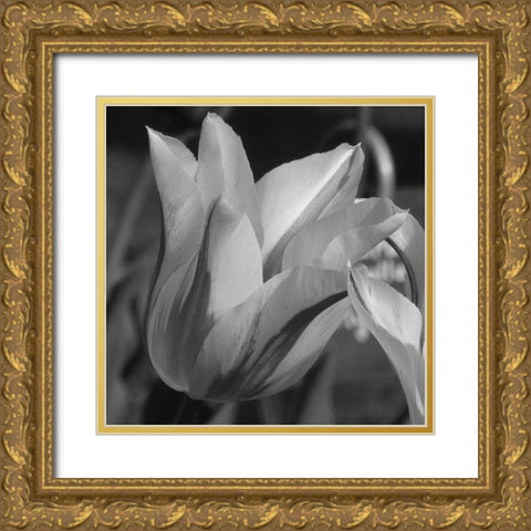 Tulip BW Gold Ornate Wood Framed Art Print with Double Matting by Phillip, Jamie