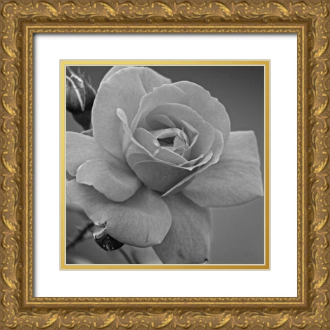 Morning Rose Gold Ornate Wood Framed Art Print with Double Matting by Phillip, Jamie