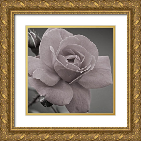 Morning Rose 2 Gold Ornate Wood Framed Art Print with Double Matting by Phillip, Jamie