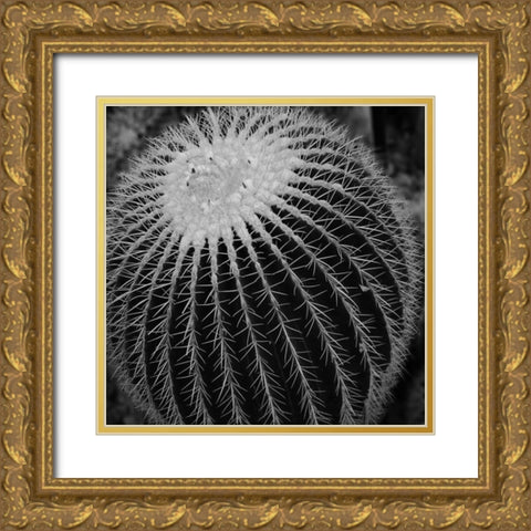 Prickly Bulb Gold Ornate Wood Framed Art Print with Double Matting by Phillip, Jamie