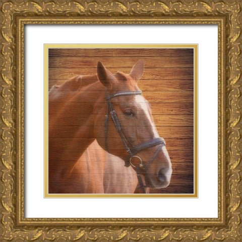 Horse Face Gold Ornate Wood Framed Art Print with Double Matting by Phillip, Jamie