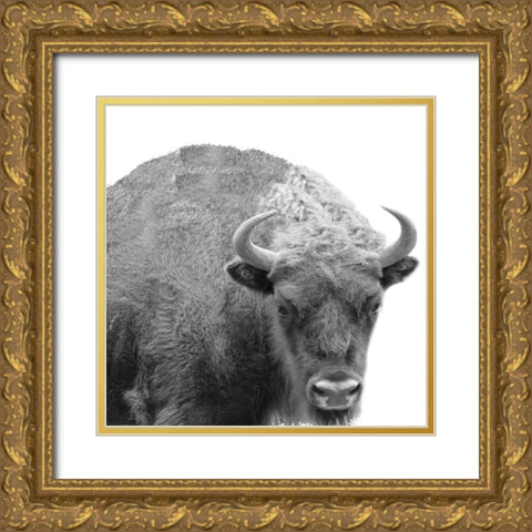 BW Bison Gold Ornate Wood Framed Art Print with Double Matting by Phillip, Jamie