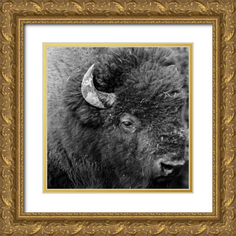 Buffalo Baby Gold Ornate Wood Framed Art Print with Double Matting by Phillip, Jamie